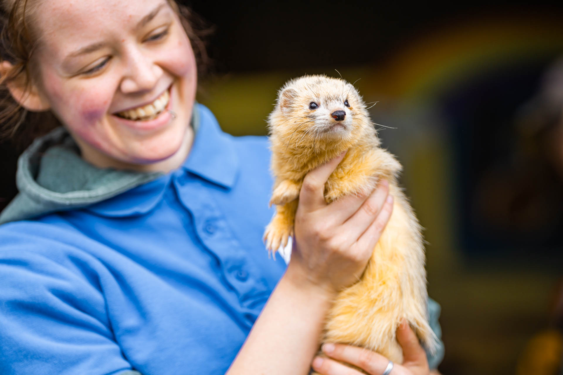 A close up image of the golden yellow male ferret who is the star of the animal handling show.