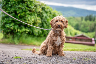 An image of a dog posing for a photograph inside the farm park, with a backdrop of the gorgeous green Brecon countryside.