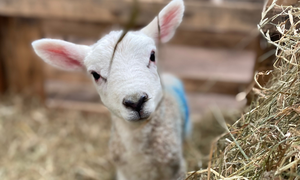 newborn lambs at cantref adventure farm