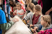 An image of a group of young girls grooming a white pony with brushes at Cantref Adventure Farm.