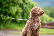 An image of a dog posing for a photograph inside the farm park, with a backdrop of the gorgeous green Brecon countryside.
