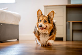 An image of a corgi dog walking through the bedroom area of The Hayloft, as this accommodation is dog friendly.