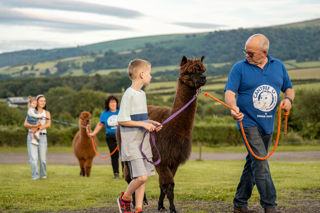 Cantref VIP Alpaca Walking (6)