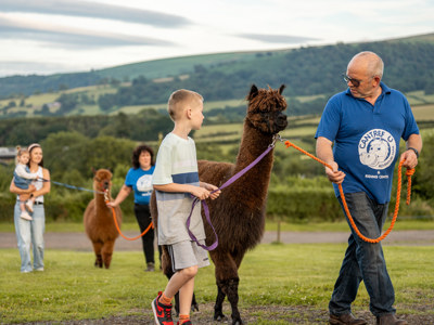 Cantref VIP Alpaca Walking (6)