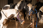 A white and chestnut pony and black and white horse, waiting in the stables.