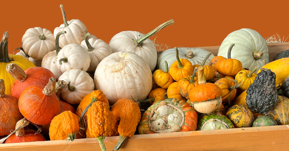 Pumpkin Festival at Cantref Adventure Farm