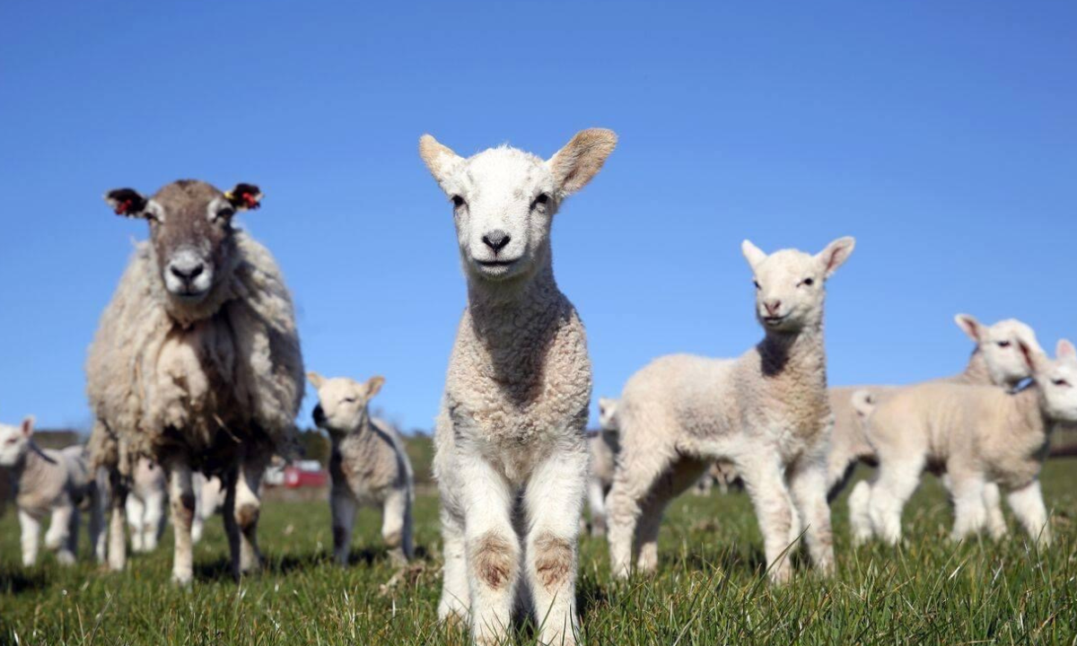 lambing festival at cantref adventure farm